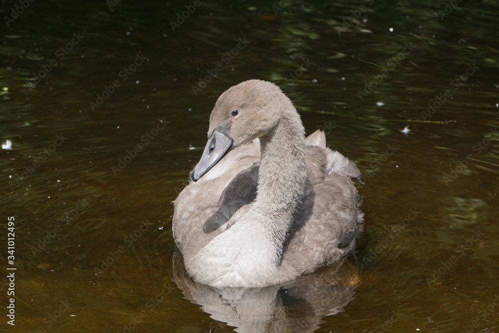 Swan duckling