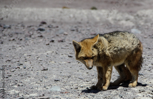 Fox in the wild Uyuni