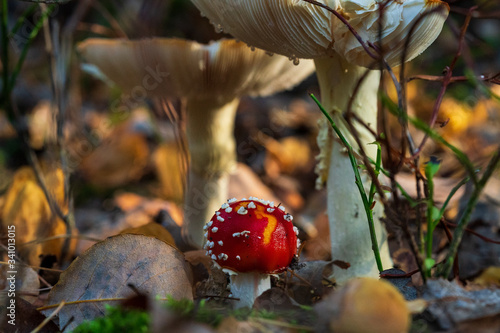 Red poisonous mushroom in the forest