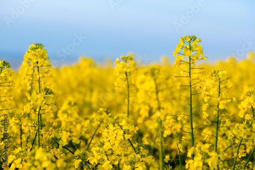 Rapeseed flower closeup. Colza  canola  plant for green energy  oil industry and honey plant. Rape seed flower macro view on blurred background.