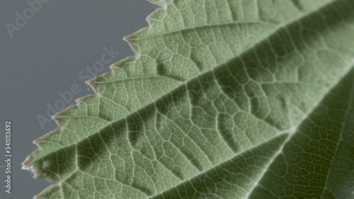 Macro close up of Meadowsweet leave (2) photo