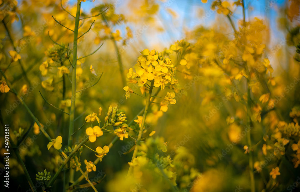 Rapeseed flower closeup. Colza (canola) plant for green energy, oil industry and honey plant. Rape seed flower macro view on blurred background. Rapeseed flower closeup. Colza (canola) plant for green energy, oil industry and honey plant. Rape seed flower macro view on blurred background.