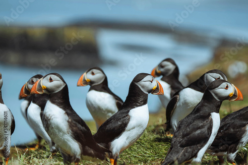 Group of Atlantic Puffins