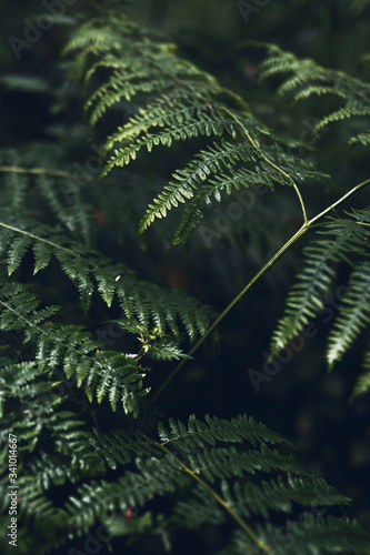 Fern leaf close up