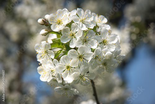 Fototapeta Naklejka Na Ścianę i Meble -  kwitnąca wiśnia
