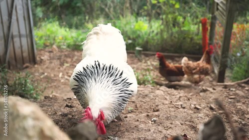 White and brown chicken in the farm