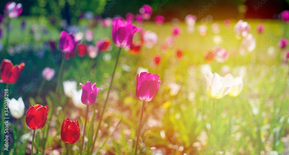 Panorama tulip field with various type and color on a green bokeh background. Tulips of all colors; focus in front. Colorful tulips, spring background. Panorama view.