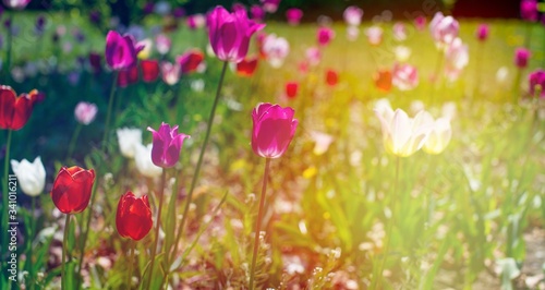 Panorama tulip field with various type and color on a green bokeh background. Tulips of all colors; focus in front. Colorful tulips, spring background. Panorama view.