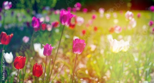 Panorama tulip field with various type and color on a green bokeh background. Tulips of all colors  focus in front. Colorful tulips, spring background. Panorama view. © Dominika