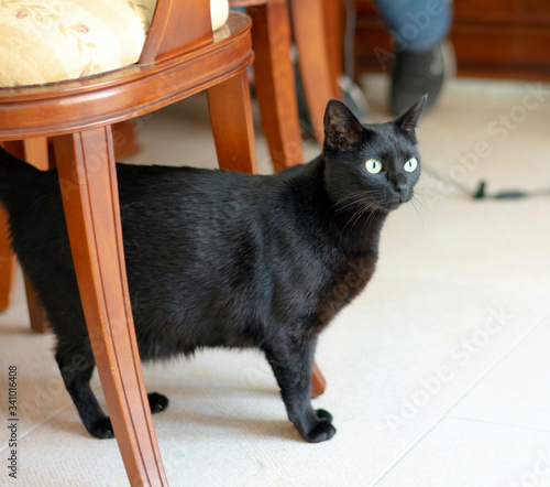 black cat under a chair