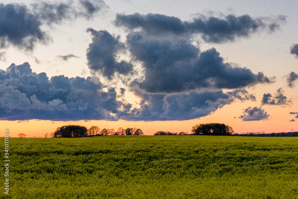 Sunset over a beautiful yellow rapeseed field. Sunset over a beautiful yellow rapeseed field.