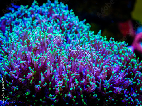 Fototapeta Naklejka Na Ścianę i Meble -  green rhodactis in a reef tank macro close up (soft coral)