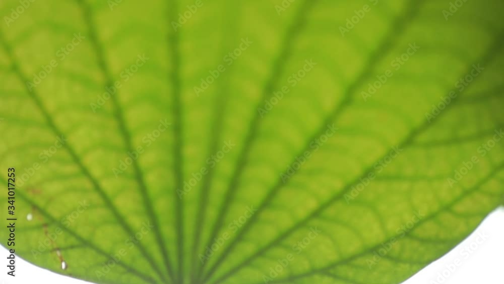 Green leaf with sky white background Green leaf with sky white background