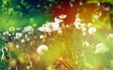 Dandelion Seed Head ,on blurry background, bokeh background, macro close-up. Dandelions, dandelion meadow, white flowers in green grass.
