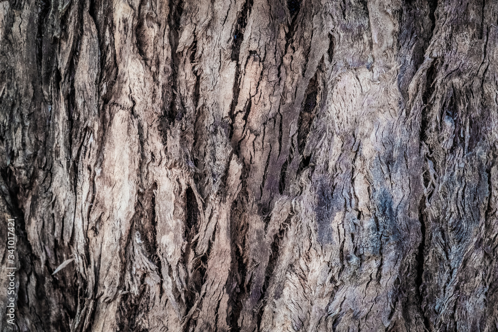 Abstract background of trees, branches, bark, leaves. Textural background from vegetation, fauna. Botanical Garden. Georgia. Abstract background of trees, branches, bark, leaves. Textural background from vegetation, fauna. Botanical Garden. Georgia.