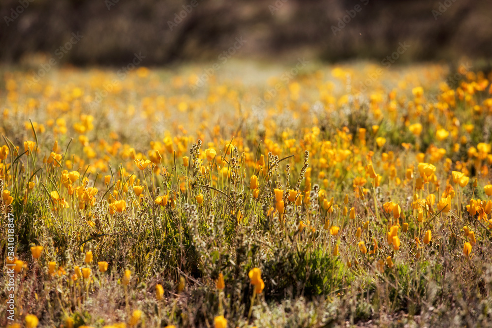 Mexican Poppies