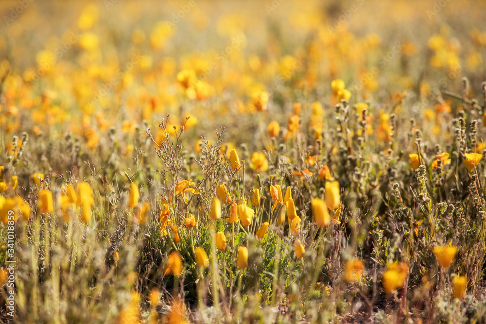 Mexican Poppies