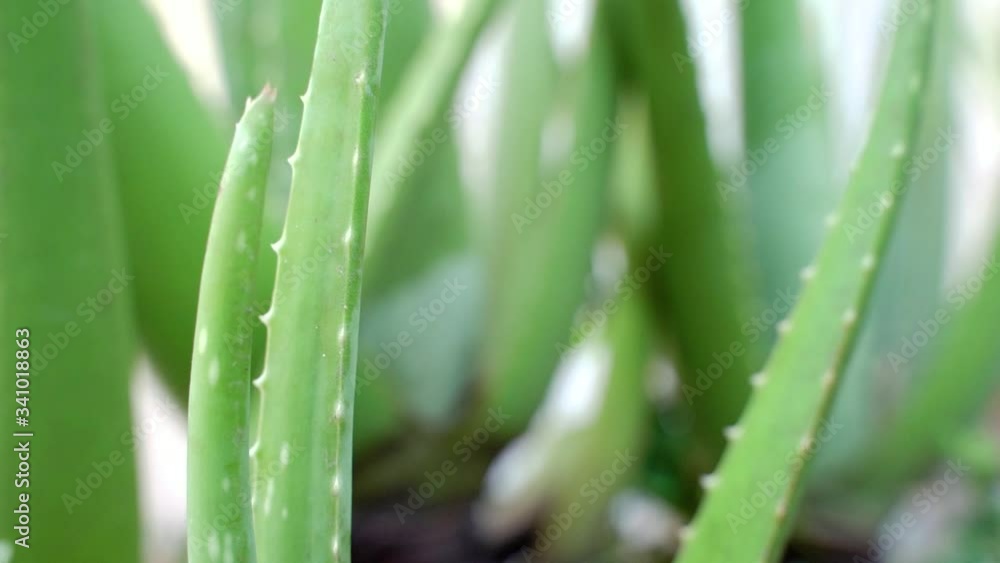 Aloe Vera closeup slow motion. Aloevera bright, natural organic, 4K UHD video. Aloe Vera closeup slow motion. Aloevera bright, natural organic, 4K UHD video.
