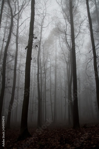 misty foggy forrest