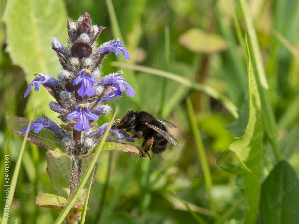 Fototapeta premium ape succhia il polline da un fiore viola