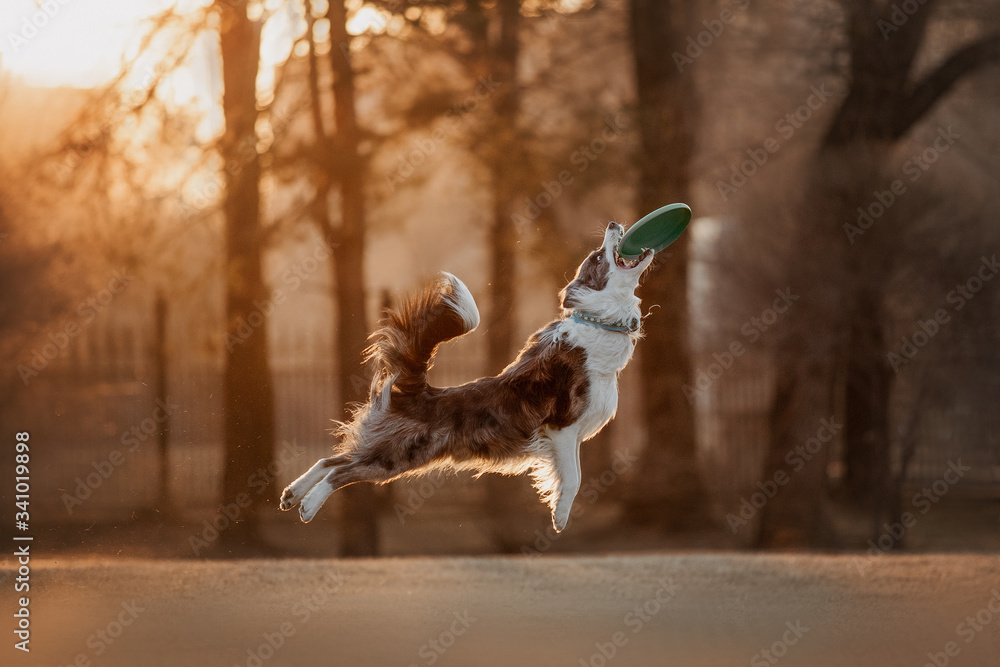 border collie catches frisbee flying disc dog