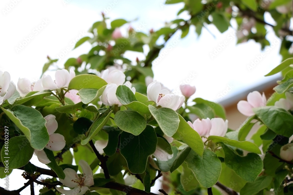 Fototapeta premium Pink blossoms on a quince tree in a garden. Selective focus.