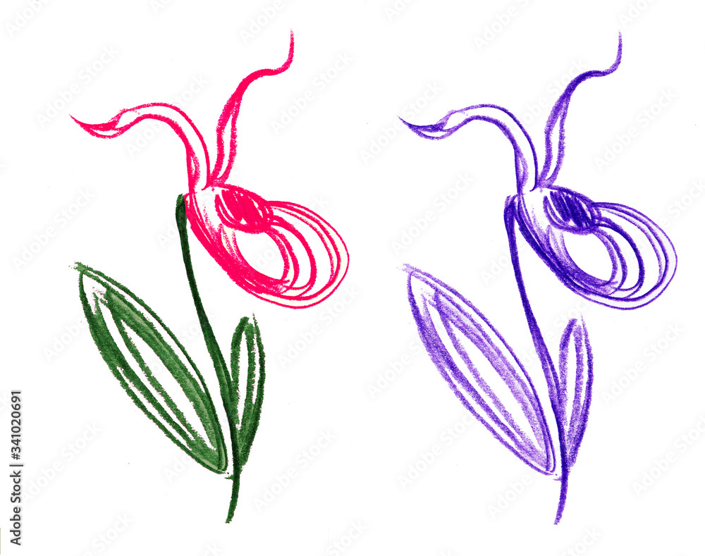 Fototapeta premium Raster illustration of a hand-drawn flower veneren shoshmachok, doodle style, color pencils, wild orchid flowers, imaginary drawing, on a white background.