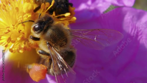 Macro top view of one honey bee pollinating yellow flower next to green beetle