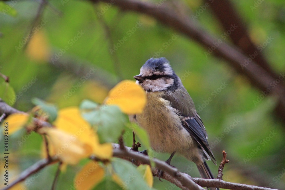 blue tit on a branch blue tit on a branch