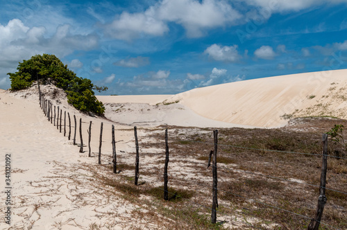 Pitangui dunes, Extremoz, near Natal, Rio Grande do Norte, Brazil on February 8, 2014. Cashew tree and fence of wood stand out in the landscape