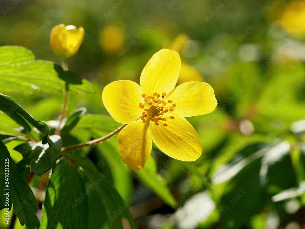 Yellow flower in the grass in backlight macro shot Yellow flower in the grass in backlight macro shot