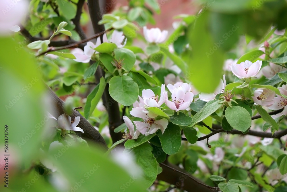 Pink blossoms on a quince tree in a garden. Selective focus. Pink blossoms on a quince tree in a garden. Selective focus.