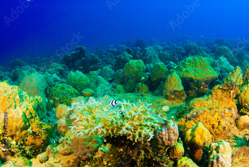 A coral reef scene shot in Chuuk Lagoon in the Pacific. Interestingly this ecosystem has grown on top of the remains of the hull of a sunken Japanese warship