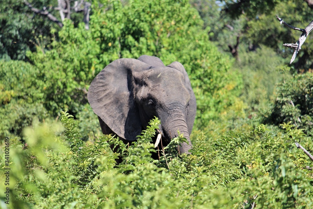 Naklejka premium elephant in the forest