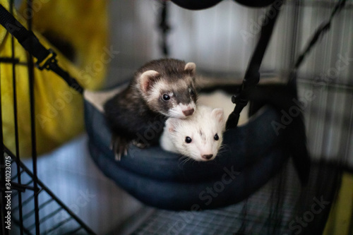 ferrets in hammock