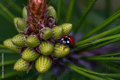 Young green bumps. Ladybug on green cones. Macro photo. Coniferous trees in the spring. Small details close-up. Always green coniferous leaves and cones in the spring. 