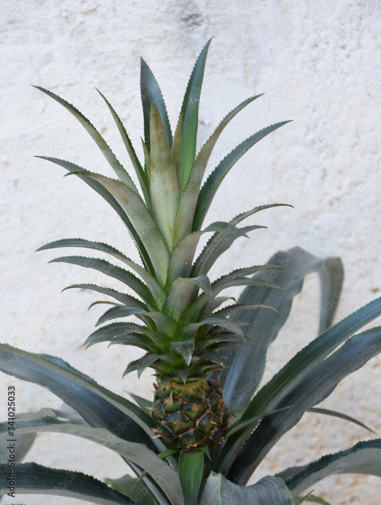 Pineaple growing in a pot in a backyard Pineaple growing in a pot in a backyard