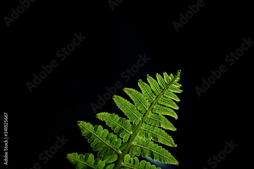 resh green leaves of Paco fern or Vegetable fern (Diplazium Esculentum (Retz.) Sw.)