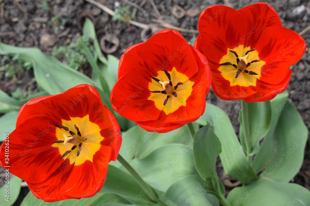 Three tulips in a row with bright red petals, a yellow center, black stamens and a pestle. Flowers are located diagonally in a horizontal photograph. Top view. Colorful landscape on a sunny spring day