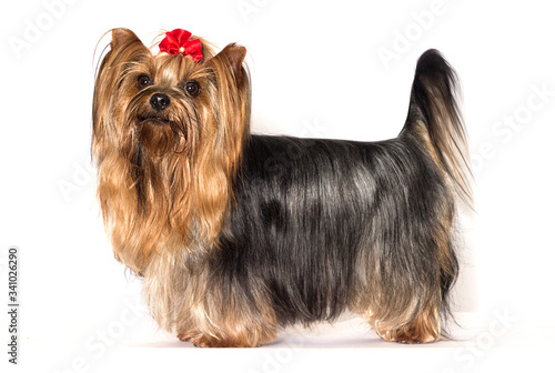 Yorkshire Terrier dog stands on a white background