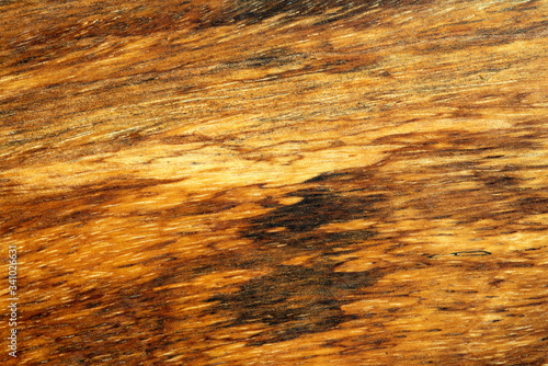 Wood texture background of mango wood. Furnitrue of old mango trees is very sustainable. photo