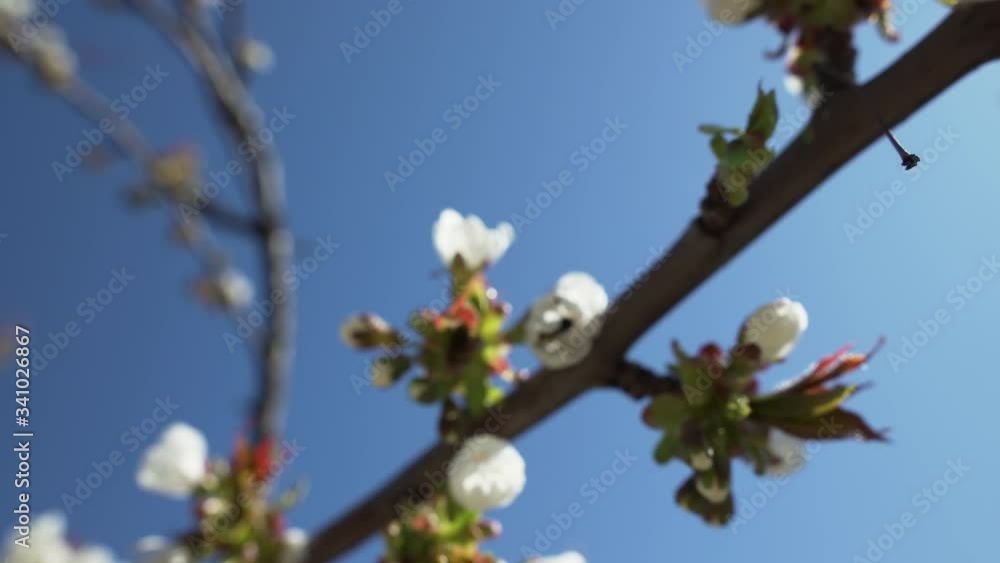 Bee collects nectar on the flowers of a tree. Bee collects nectar on the flowers of a tree.