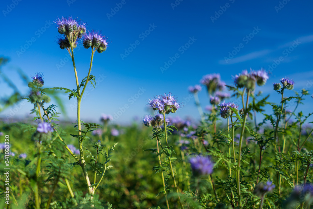 Blue tansy or purple tansy (Phacelia tanacetifolia) flowering on field Blue tansy or purple tansy (Phacelia tanacetifolia) flowering on field