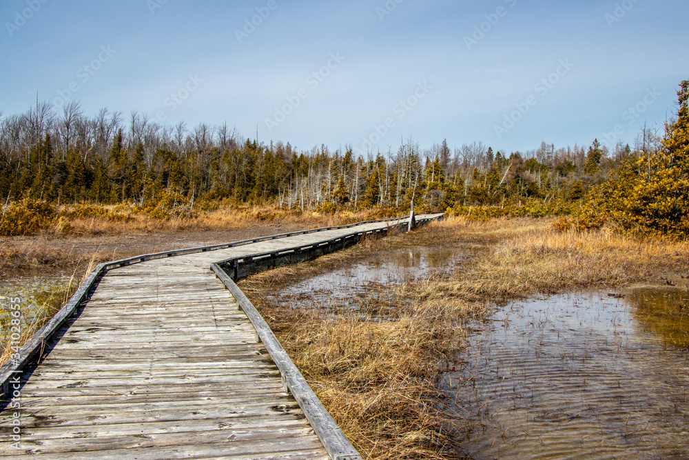 wood boardwalk nature trail through the marsh in Oliphant, Ontario, Canada