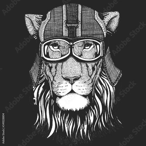 Lion head. Wild animal portrait. Vintage motorcycle leather helmet. Face of african cat.