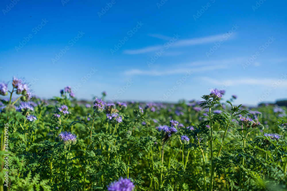 Blue tansy or purple tansy (Phacelia tanacetifolia) flowering on field Blue tansy or purple tansy (Phacelia tanacetifolia) flowering on field
