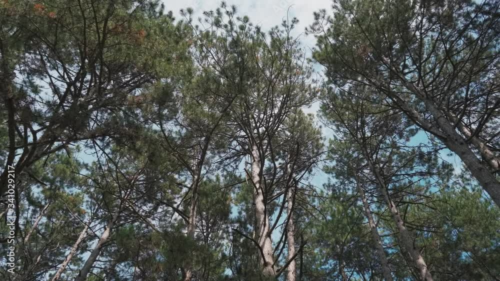 Large pine trees sway in the wind in the wood Large pine trees sway in the wind in the wood
