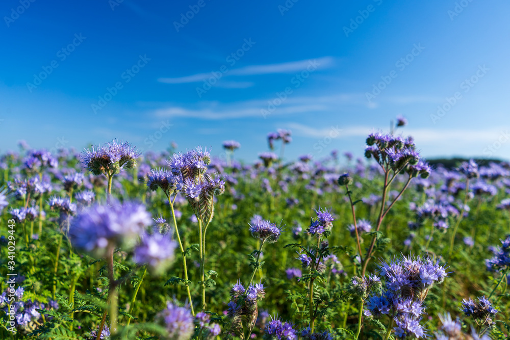 Blue tansy or purple tansy (Phacelia tanacetifolia) flowering on field Blue tansy or purple tansy (Phacelia tanacetifolia) flowering on field