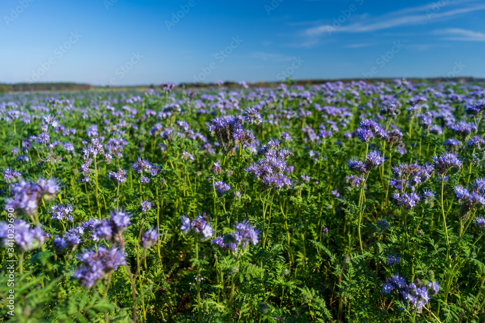 Blue tansy or purple tansy (Phacelia tanacetifolia) flowering on field Blue tansy or purple tansy (Phacelia tanacetifolia) flowering on field
