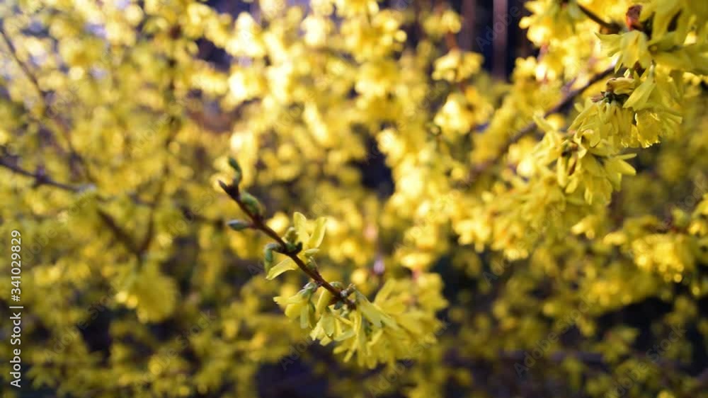 Yellow background of flowering branches of Forsythia Yellow background of flowering branches of Forsythia